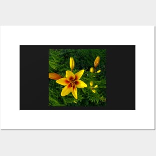 Yellow stargazer lily Posters and Art